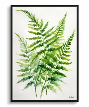 Sensitive Fern Watercolour Botanical Art Print - Onoclea Sensibilis Minimalist Framed Plant Wall Art 22 Sensitive Fern Watercolour Botanical Art Print - Onoclea Sensibilis Minimalist Framed Plant Wall Art - Image 9