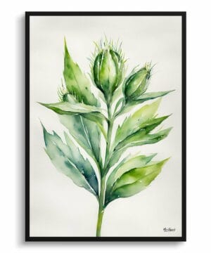 Cotton Scotch thistle Watercolour Botanical Art Print - Onopordum Acanthium Minimalist Framed Plant Wall Art 22 Cotton Scotch thistle Watercolour Botanical Art Print - Onopordum Acanthium Minimalist Framed Plant Wall Art - Image 9