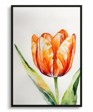 Orange tulip Watercolour Botanical Art Print - Tulipa Framed Plant Wall Art 18 Orange tulip Watercolour Botanical Art Print - Tulipa Framed Plant Wall Art - Image 5