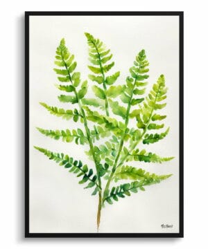 Royal fern Watercolour Botanical Art Print - Osmunda Regalis Minimalist Framed Plant Wall Art 18 Royal fern Watercolour Botanical Art Print - Osmunda Regalis Minimalist Framed Plant Wall Art - Image 5