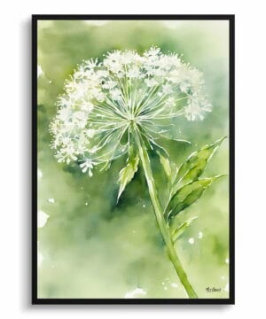 Wild carrot Watercolour Botanical Art Print - Queen Annes lace Framed Plant Wall Art 22 Wild carrot Watercolour Botanical Art Print - Queen Annes lace Framed Plant Wall Art - Image 9
