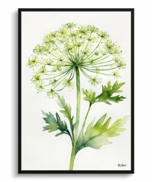 Wild carrot Watercolour Botanical Art Print - Queen Annes lace Minimalist Framed Plant Wall Art 22 Wild carrot Watercolour Botanical Art Print - Queen Annes lace Minimalist Framed Plant Wall Art - Image 9