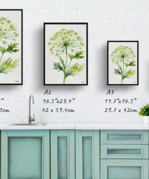 Wild carrot Watercolour Botanical Art Print - Queen Annes lace Minimalist Framed Plant Wall Art 25 Wild carrot Watercolour Botanical Art Print - Queen Annes lace Minimalist Framed Plant Wall Art - Image 12