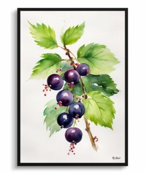 Blackcurrant Watercolour Botanical Art Print - Ribes Nigrum Cassissima Noiroma Minimalist Framed Plant Wall Art 18 Blackcurrant Watercolour Botanical Art Print - Ribes Nigrum Cassissima Noiroma Minimalist Framed Plant Wall Art - Image 5