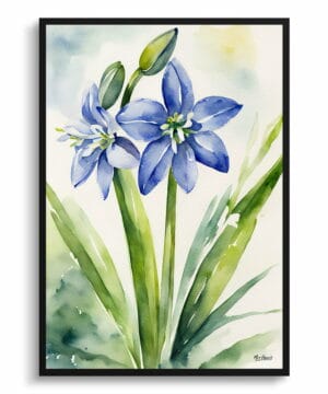 Alpine Squill Watercolour Botanical Art Print - Scilla Bifolia Framed Plant Wall Art 18 Alpine Squill Watercolour Botanical Art Print - Scilla Bifolia Framed Plant Wall Art - Image 5