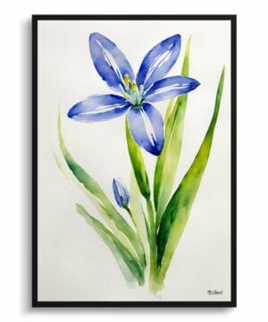 Alpine Squill Watercolour Botanical Art Print - Scilla Bifolia Minimalist Framed Plant Wall Art 18 Alpine Squill Watercolour Botanical Art Print - Scilla Bifolia Minimalist Framed Plant Wall Art - Image 5