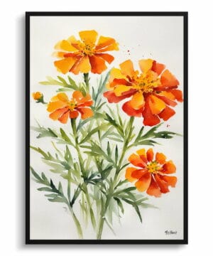 African Marigold Watercolour Botanical Art Print - Tagetes Cinnabar Minimalist Framed Plant Wall Art 18 African Marigold Watercolour Botanical Art Print - Tagetes Cinnabar Minimalist Framed Plant Wall Art - Image 5