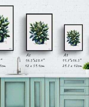 Bay Laurel (Laurus nobilisl) Watercolour Painting Style Art Print - Illustration Framed Plant Wall Art 25 Bay Laurel (Laurus nobilisl) Watercolour Painting Style Art Print - Illustration Framed Plant Wall Art - Image 12