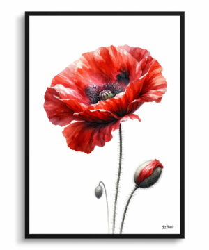 Poppy (Papaver rhoeas) Watercolour Painting Style Art Print - Illustration Framed Plant Wall Art 22 Poppy (Papaver rhoeas) Watercolour Painting Style Art Print - Illustration Framed Plant Wall Art - Image 9