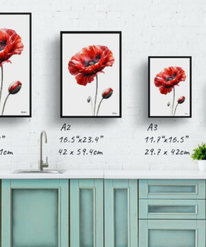 Poppy (Papaver rhoeas) Watercolour Painting Style Art Print - Illustration Framed Plant Wall Art 25 Poppy (Papaver rhoeas) Watercolour Painting Style Art Print - Illustration Framed Plant Wall Art - Image 12