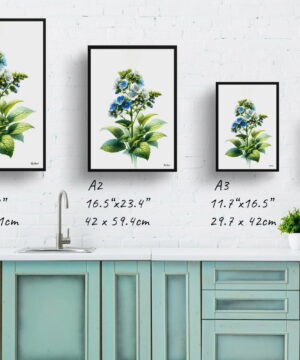 Siberian bugloss (Brunnera Macrophylla) Watercolour Painting Style Art Print - Illustration Framed Plant Wall Art 25 Siberian bugloss (Brunnera Macrophylla) Watercolour Painting Style Art Print - Illustration Framed Plant Wall Art - Image 12