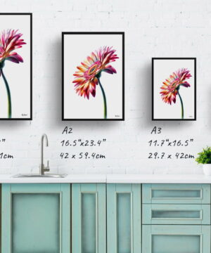 Transvaal daisy (Gerbera) Watercolour Painting Style Art Print - Illustration Framed Plant Wall Art 21 Transvaal daisy (Gerbera) Watercolour Painting Style Art Print - Illustration Framed Plant Wall Art - Image 8